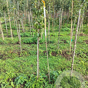 Pyrus c. 'Clapp's Favourite' 125-150 cm wortelgoed