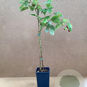 Rubus idaeus 'Aroma Queen' GM 2,0L