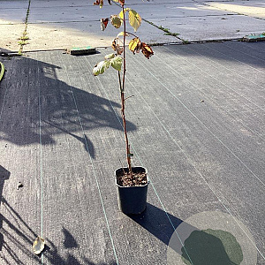 Rubus idaeus 'Aroma Queen' 50-80 cm 2,0L