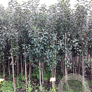 Malus d. 'Gloster' 150-175 cm wortelgoed