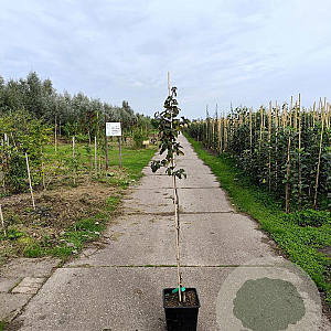 Mespilus g. 'Nottingham' 150-175 cm 10L