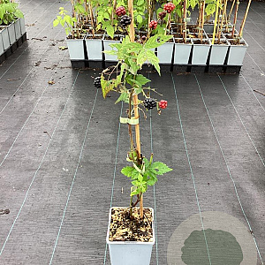Rubus frut. 'Navaho' 50-60 cm C1.5