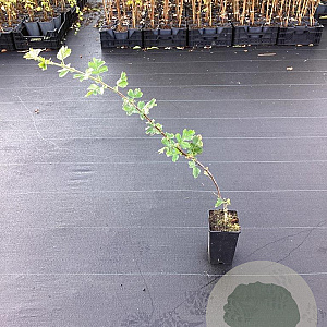Crataegus schraderiana 40-60 cm 2,0L