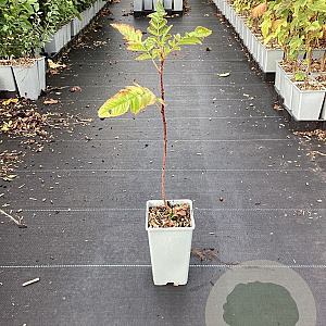 Sorbopyrus 'Rubinovaja' GM C1.5