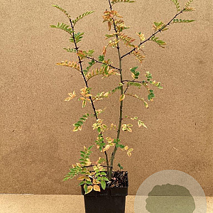 Zanthoxylum schinifolium 60-80 cm 3,0L