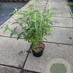 Buddleja d. 'White Profusion' 80-100 cm 10L