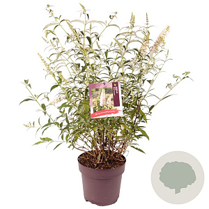 Buddleja d. 'White Profusion' 80-100 cm 10L