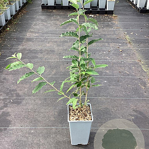 Elaeagnus umbell. 'Amber' GM C1.5