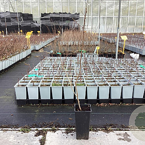 Elaeagnus umbell. 'Amber' 70-80 cm C1.5