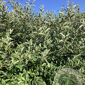 Elaeagnus umb. 'Brilliant Rose' 80-100 cm wortelgoed
