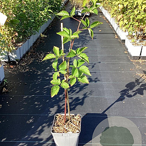 Rubus frut. 'Asterina' 30-40 cm 3,0L