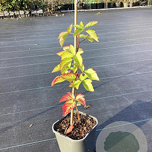 Rubus frut. 'Asterina' 50-80 cm 2,0L