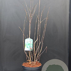 Calycanthus floridus 80-100 cm 10L
