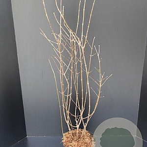 Calycanthus floridus 80-100 cm 10L
