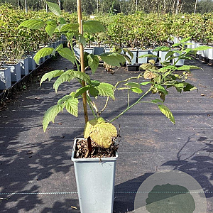 Rubus idaeus 'Golden Everest' GM C1.5