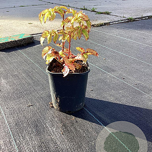 Rubus illecebrosus GM 2,0L