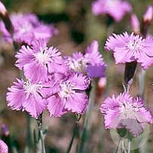 Dianthus gratianopolitanus GM P9