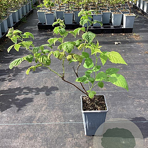 Rubus idaeus Twotimer Sugana Yellow GM C1.5