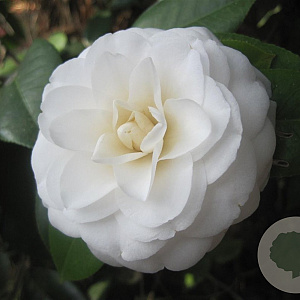 Camellia j. 'Moshe Dayan' 125-150 cm 20L