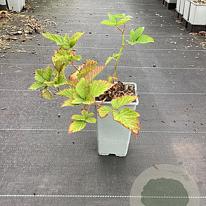 Rubus frut. Navaho Bigandearly GM C1.5
