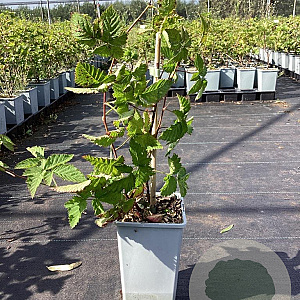 Rubus 'Boysen Thornless' 50-60 cm C1.5