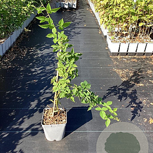 Rubus idaeus 'Tummelberry' 50-80 cm 3,0L