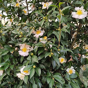 Camellia sas. 'Hino De Gumo' 100-125 cm 50L