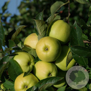 Malus d. 'Golden Yellospur' 200-250 cm wortelgoed