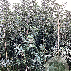 Malus d. 'Braebrite' 175-200 cm wortelgoed