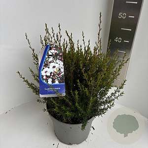 Leptospermum scop. 'Leonard Wilson' 35-40 cm 5,0L