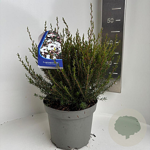 Leptospermum scop. 'Leonard Wilson' 35-40 cm 5,0L