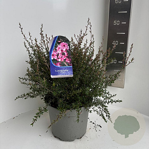 Leptospermum scop. 'Coral Candy' 30-35 cm 5,0L
