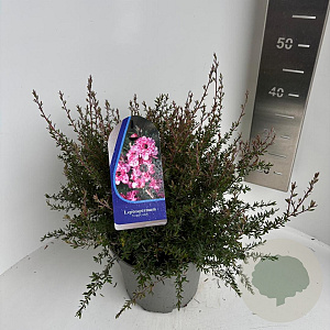 Leptospermum scop. 'Coral Candy' 30-35 cm 5,0L