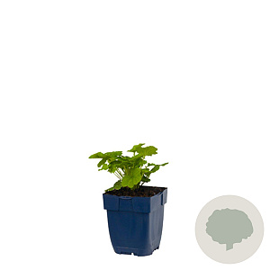 Geum rivale GM  P11