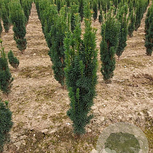 Taxus b. 'Fastigiata' 80-100 cm met kluit
