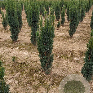 Taxus b. 'Fastigiata' 60-80 cm met kluit