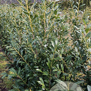 Prunus l. 'Caucasica' 100-125 cm met kluit
