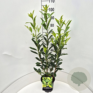 Prunus l. 'Caucasica' 80-100 cm 10L