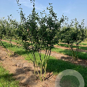 Amelanchier lamarckii 225-250 cm draadkluit solitair opgeknipt