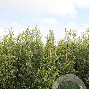 Ilex aquifolium 100-125 cm met kluit