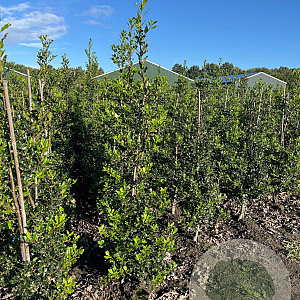 Ilex aquifolium 150-175 cm met kluit