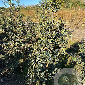 Ilex aquifolium 125-150 cm met kluit