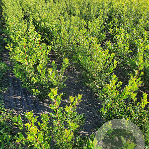 Ilex aquifolium 60-80 cm met kluit
