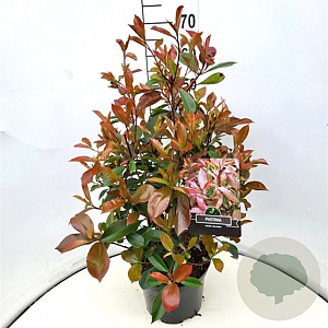 Photinia fraseri 'Red Robin' 60-80 cm 10L