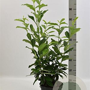 Prunus l. Genolia 60-80 cm 5,0L