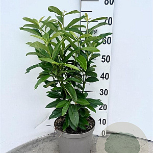 Prunus l. Genolia 60-80 cm 5,0L