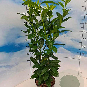 Prunus l. Genolia 60-80 cm 5,0L