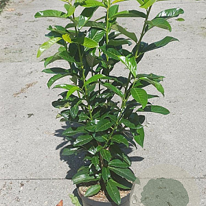 Prunus l. Genolia 60-80 cm 5,0L