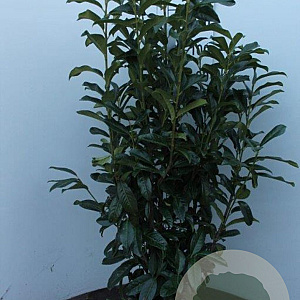 Prunus l. Genolia 100-125 cm met kluit