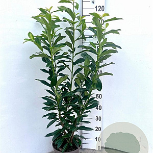 Prunus l. Genolia 80-100 cm 5,0L